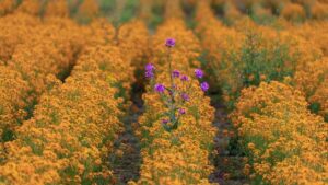 field of yellow flowers with one purple one sticking out